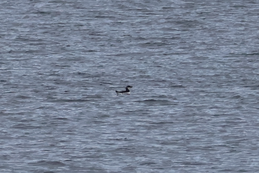 אלקה גדולה - ML646557700