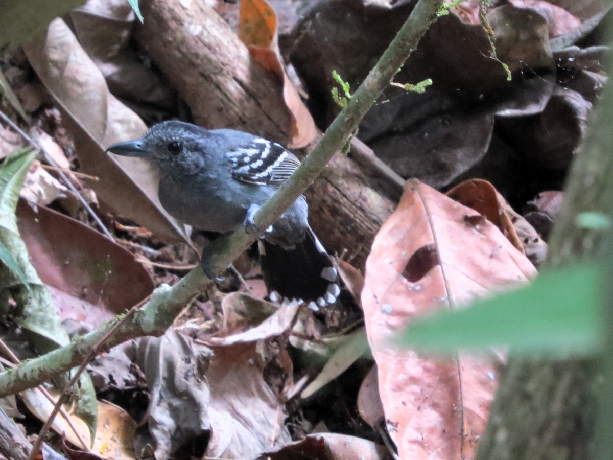 Black-crowned Antshrike - ML646557701