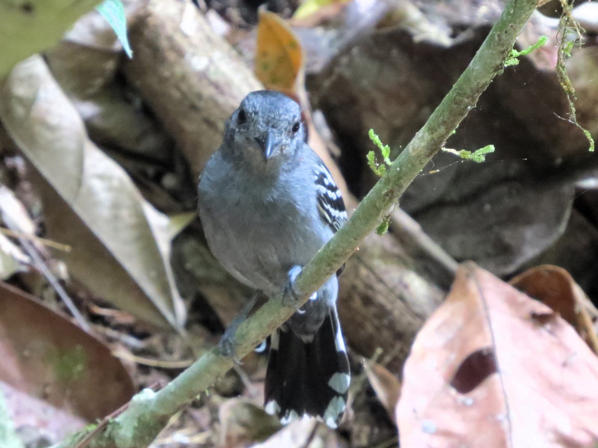 Black-crowned Antshrike - ML646557702