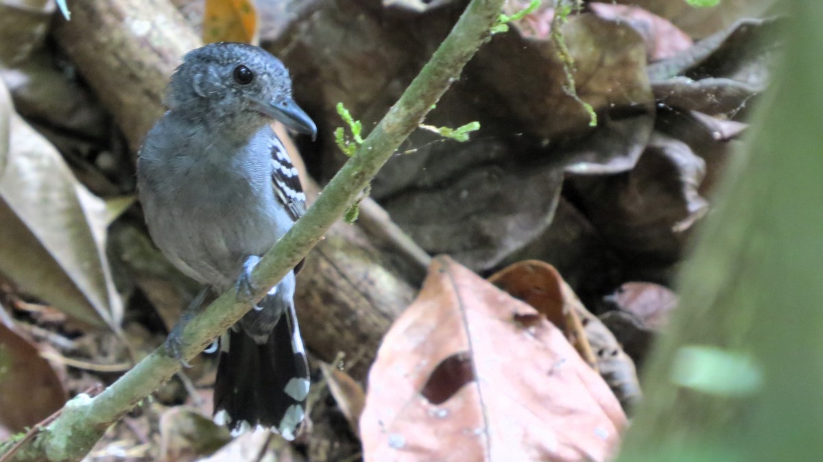 Black-crowned Antshrike - ML646557703