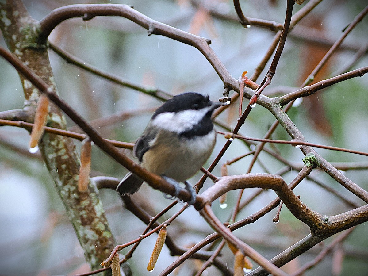 Black-capped Chickadee - ML646557706