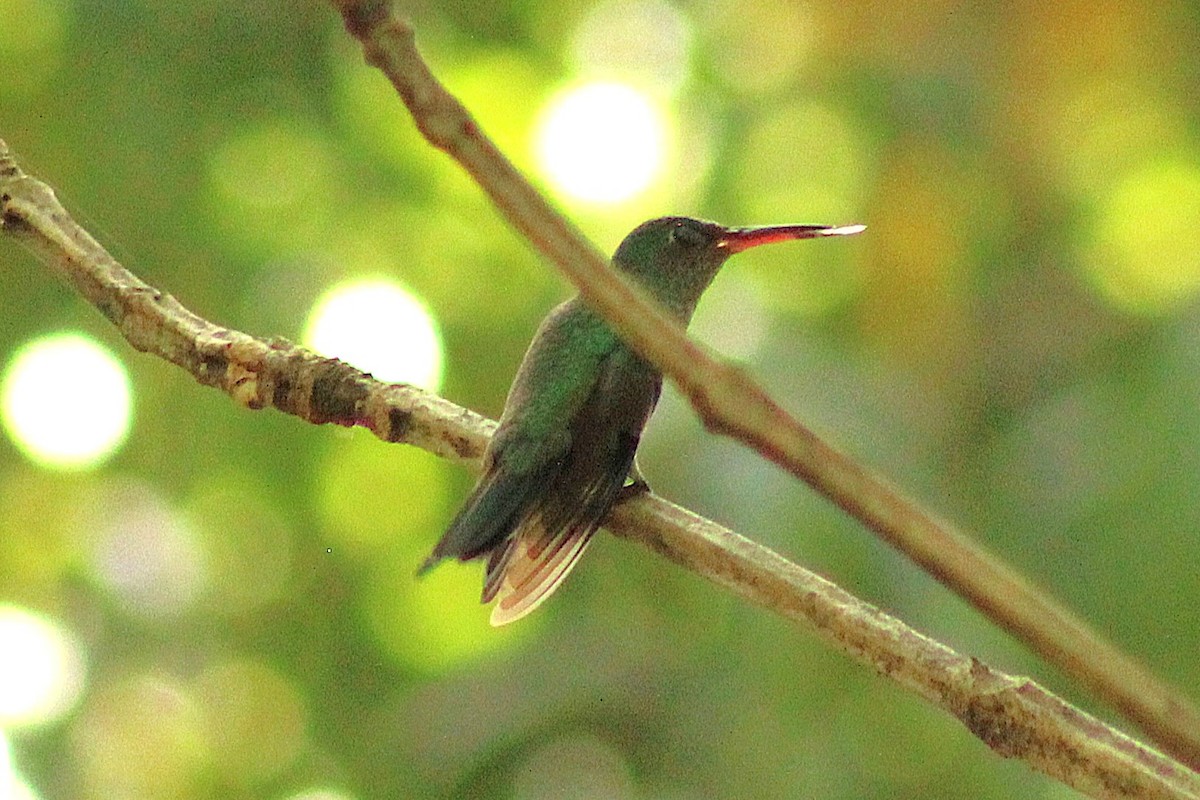 Colibrí de Cuvier - ML646557707