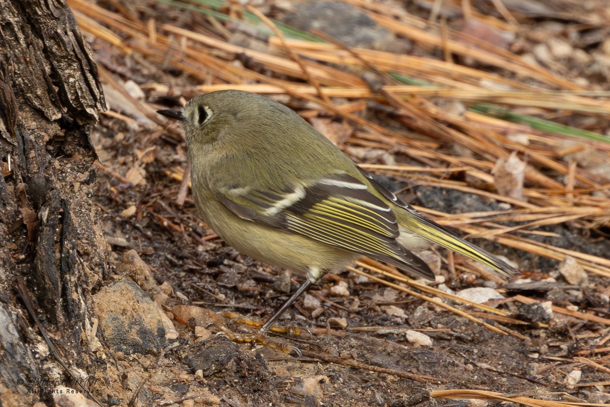 Ruby-crowned Kinglet - ML646557709