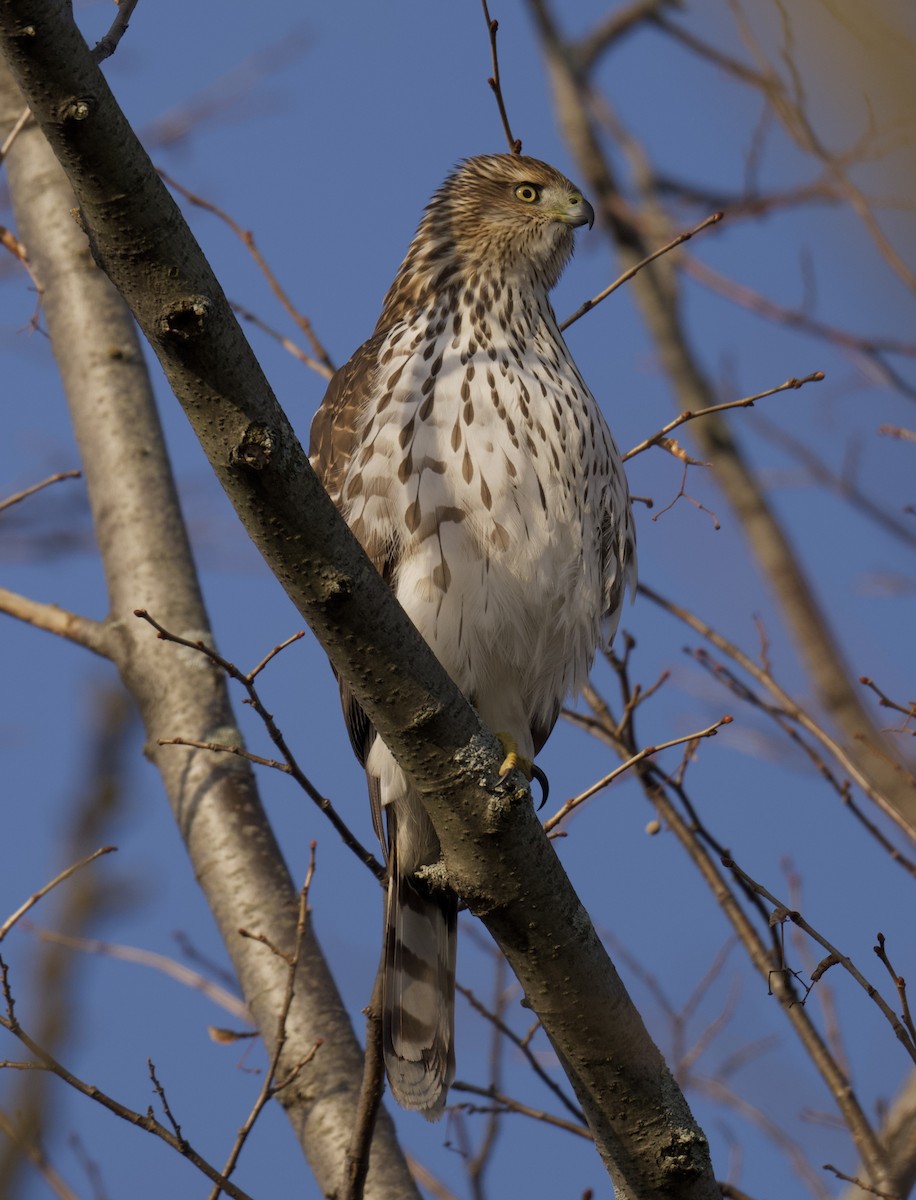 Cooper's Hawk - ML646557713