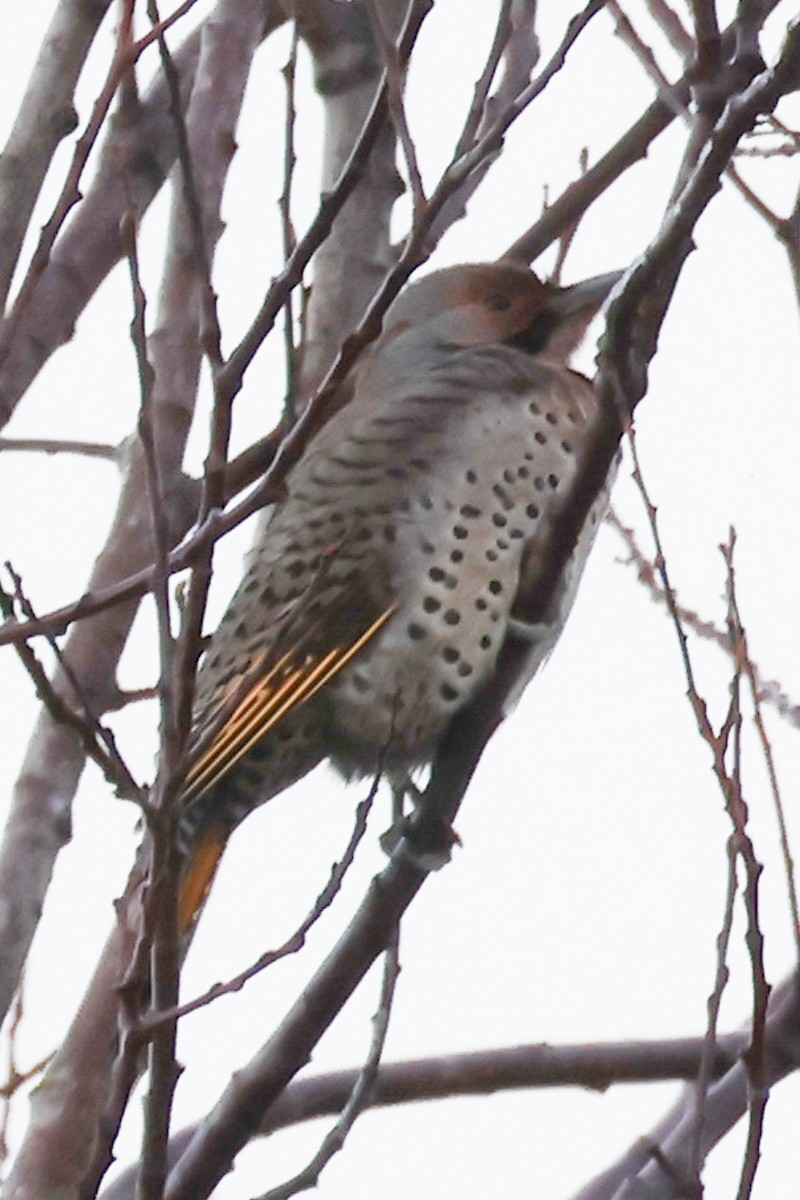 Northern Flicker (Yellow-shafted x Red-shafted) - ML646557716