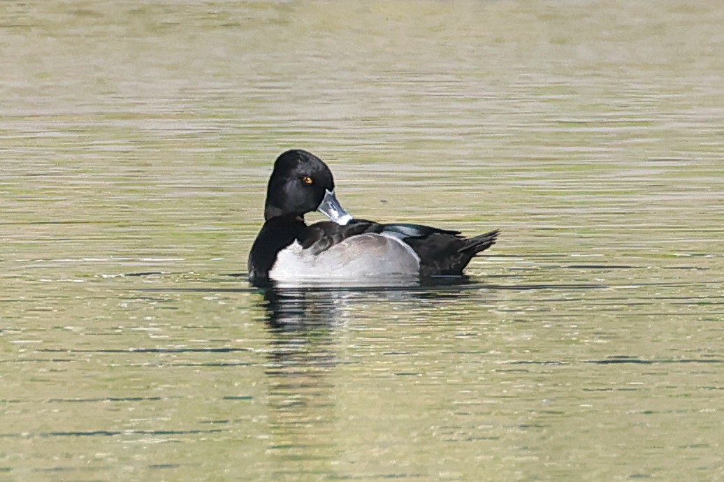 クビワキンクロ - ML646557717