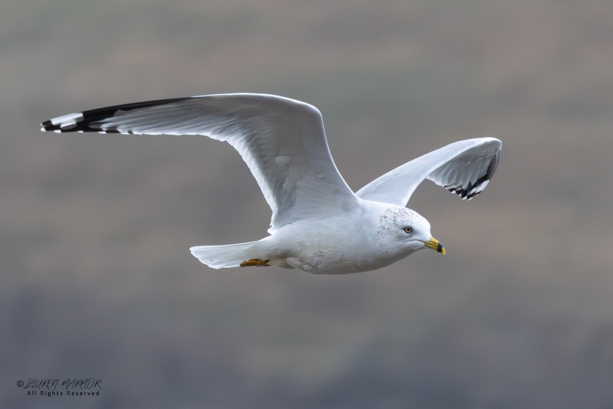 Gaviota de Delaware - ML646557721