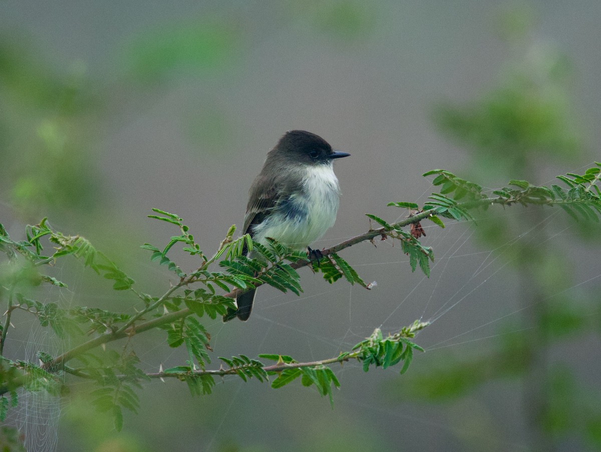 Eastern Phoebe - ML646557723