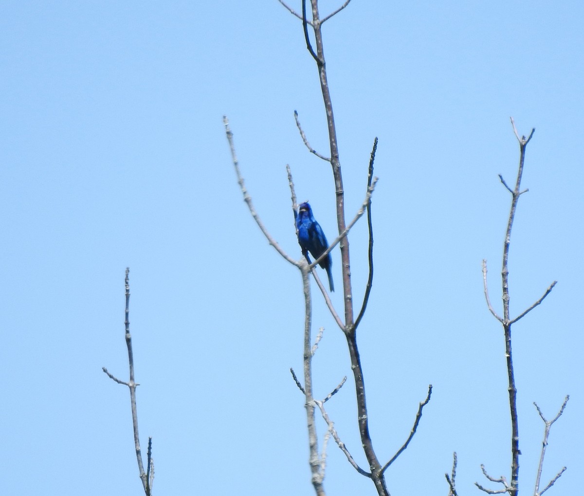 Indigo Bunting - ML646557726