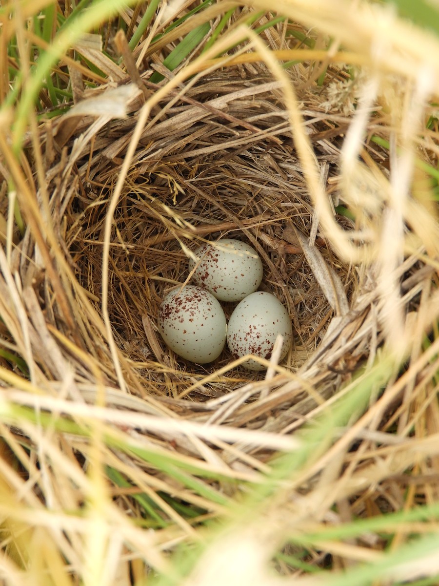 Grassland Yellow-Finch - ML646557727