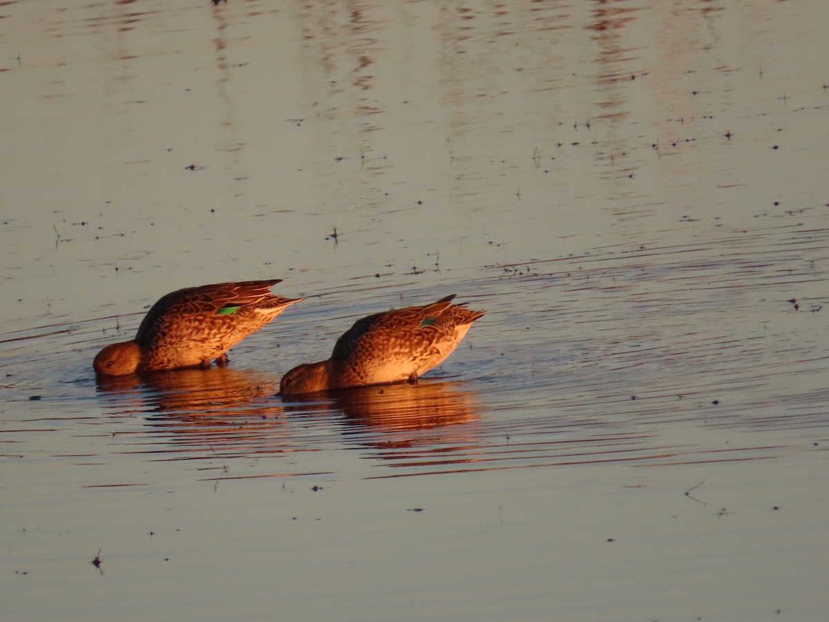 Green-winged Teal - ML646557728