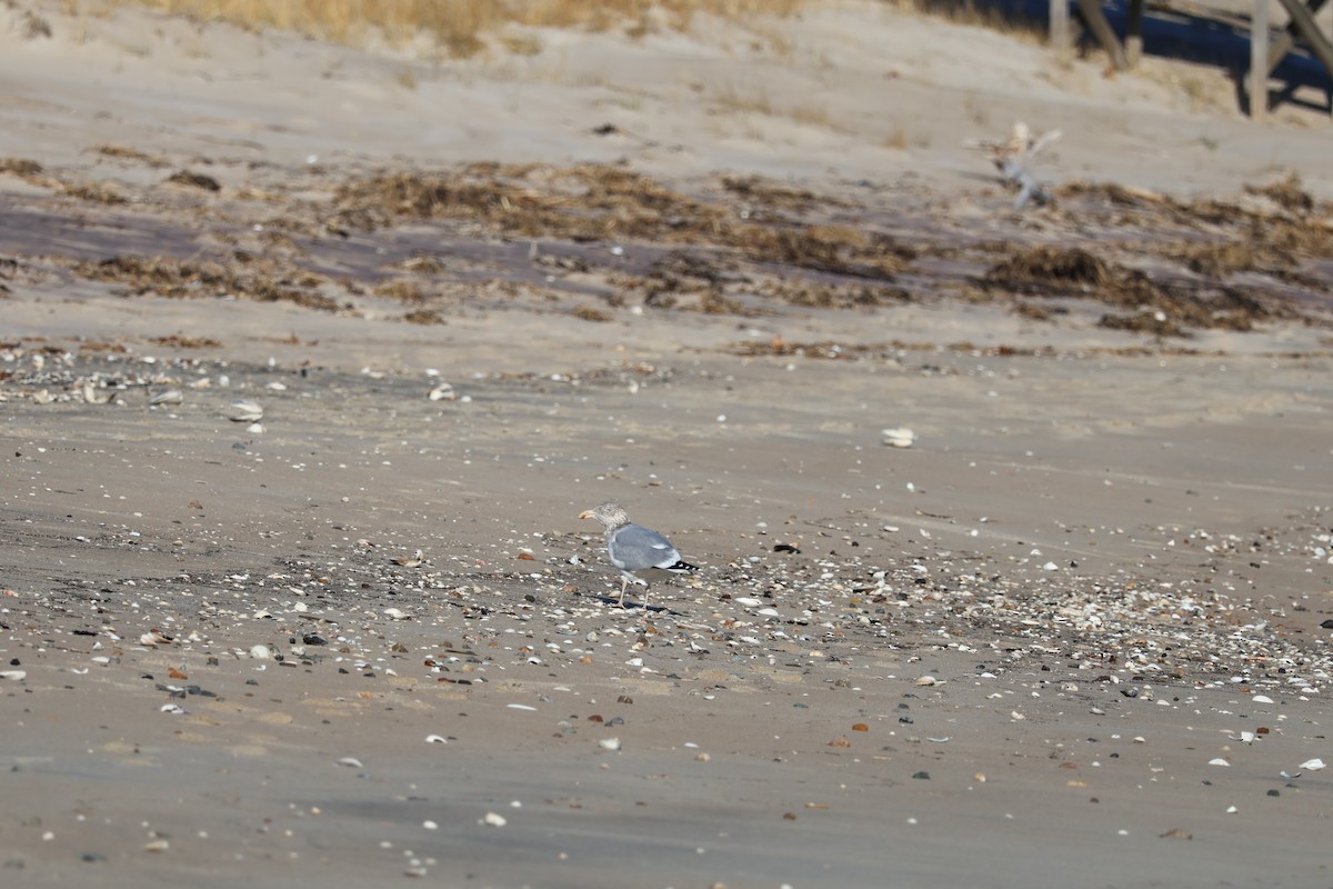 שחף מערבי - ML646557729