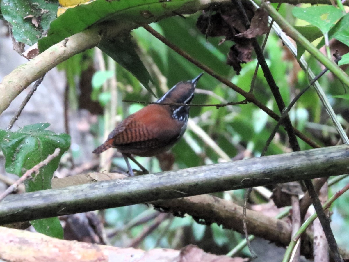 White-breasted Wood-Wren - ML646557732