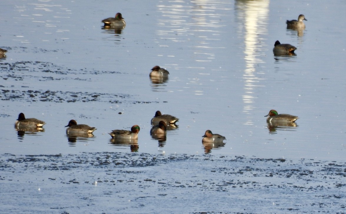 小水鴨 - ML646557733