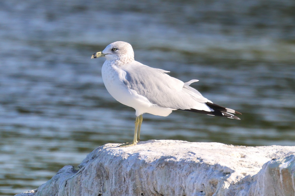 クロワカモメ - ML646557734