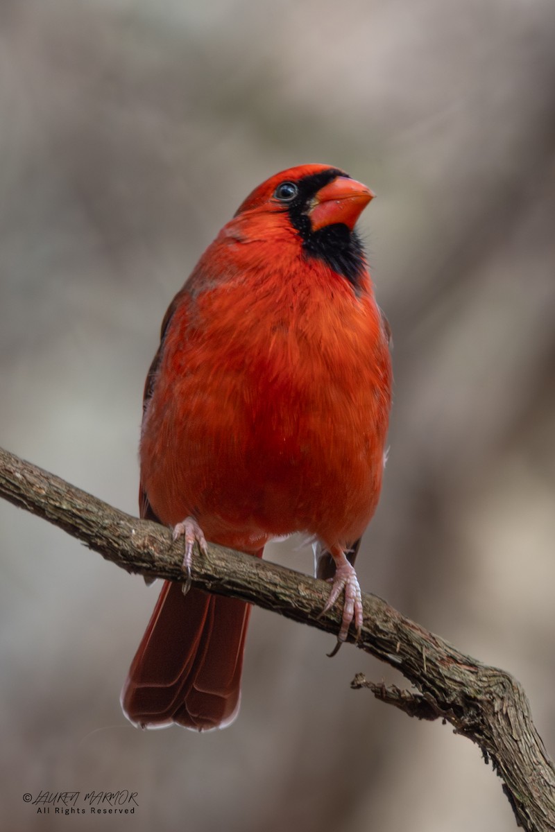 Northern Cardinal - ML646557735