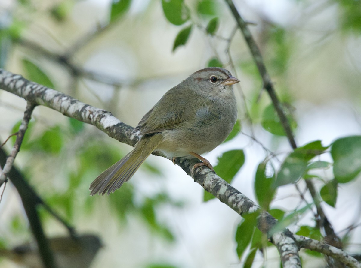 Olive Sparrow - ML646557736