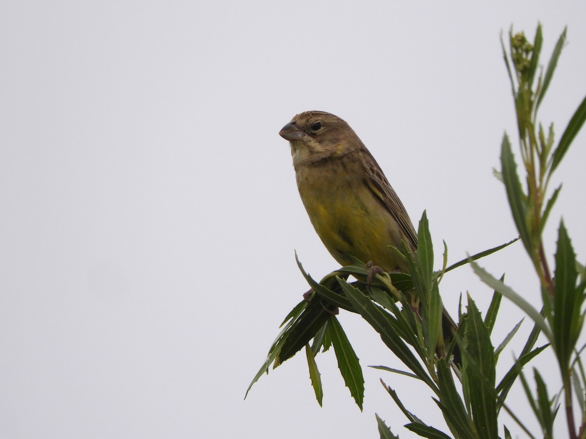 Grassland Yellow-Finch - ML646557740