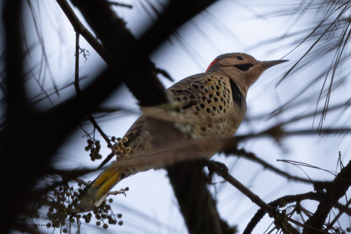 Northern Flicker - ML646557743