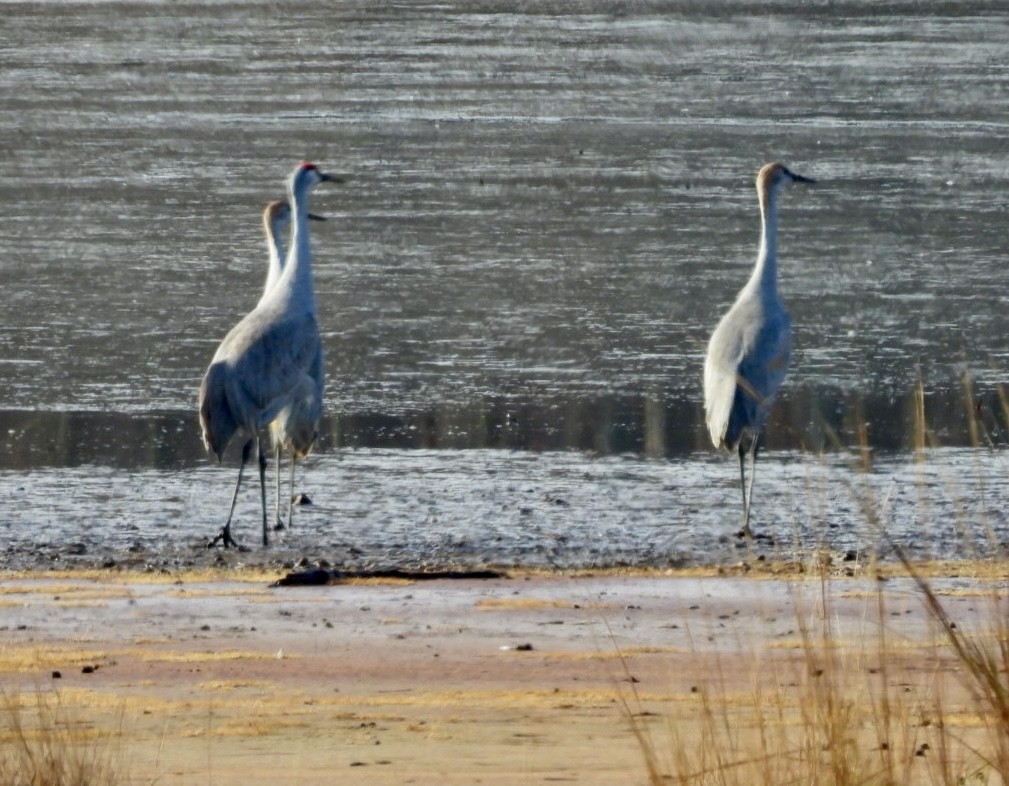 沙丘鶴 - ML646557745