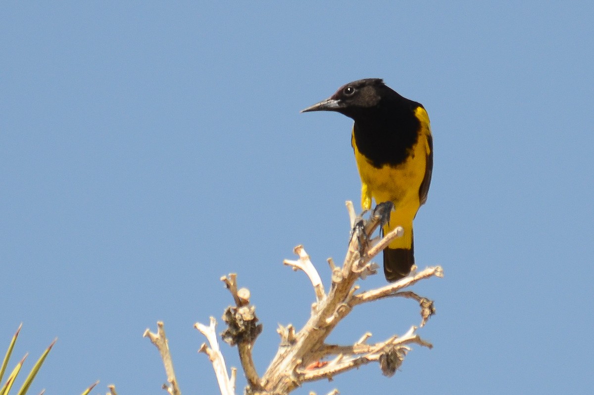 Scott's Oriole - ML646557746