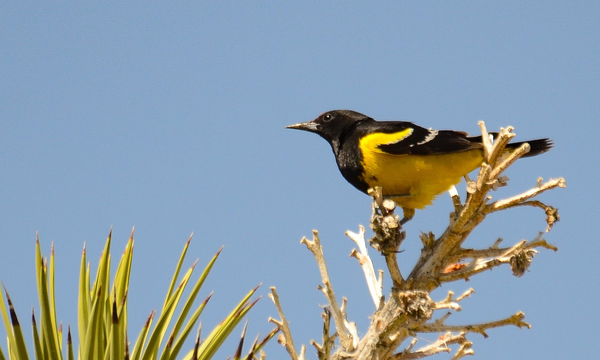 Scott's Oriole - ML646557747