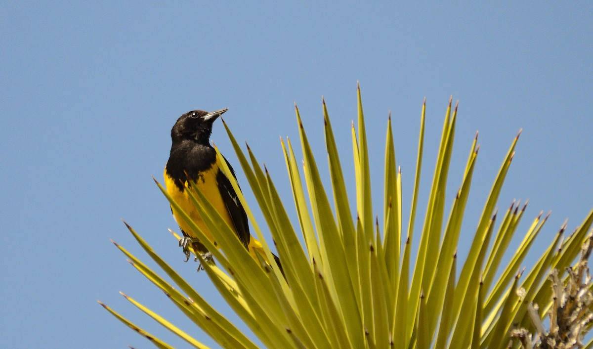 Scott's Oriole - ML646557748