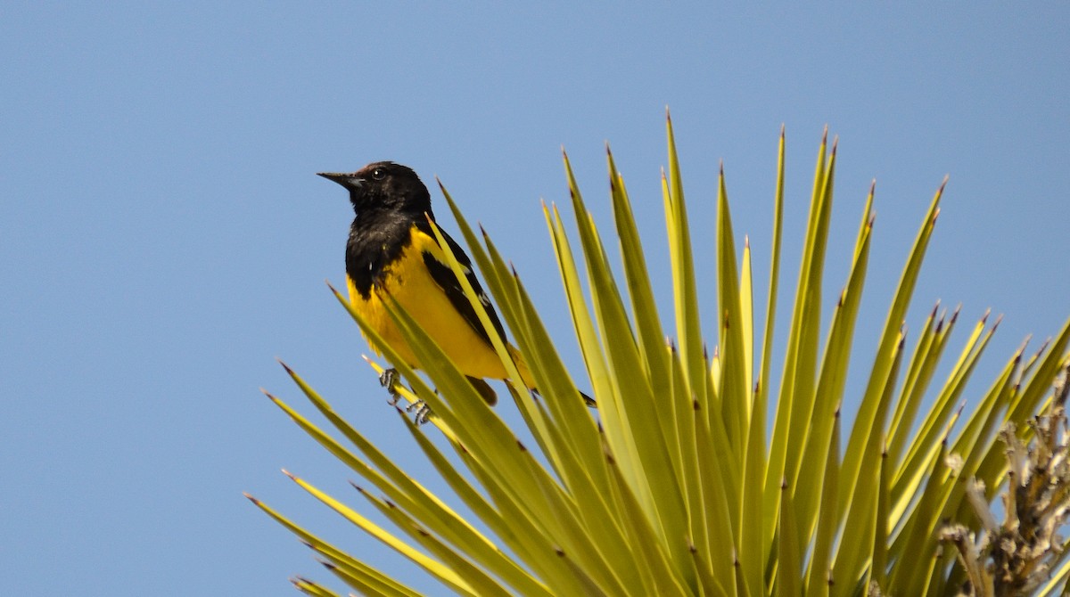 Scott's Oriole - ML646557749