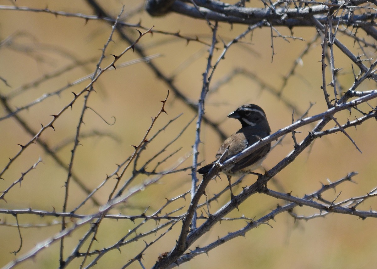 Black-throated Sparrow - ML646557751