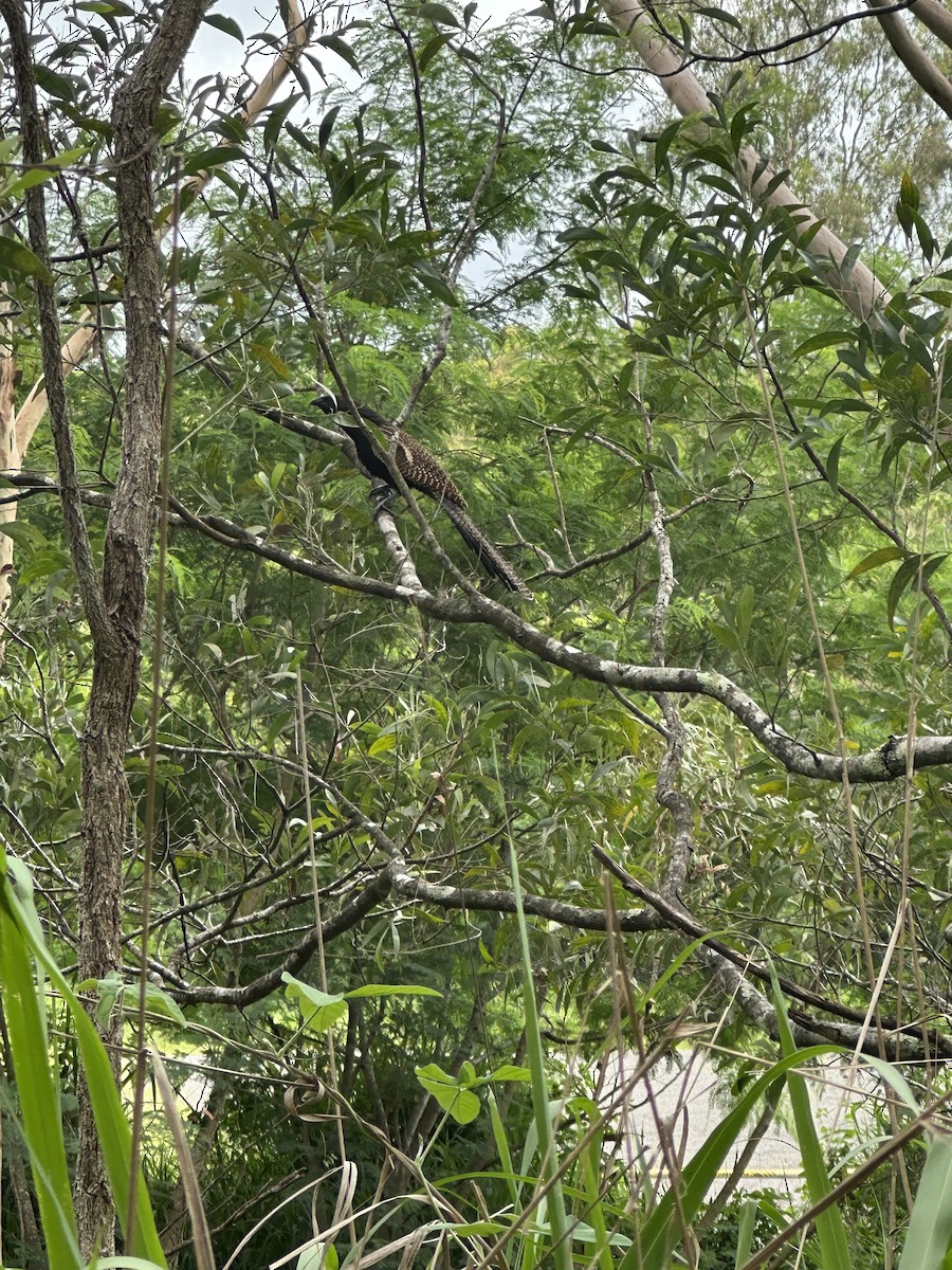 Pheasant Coucal - ML646557752