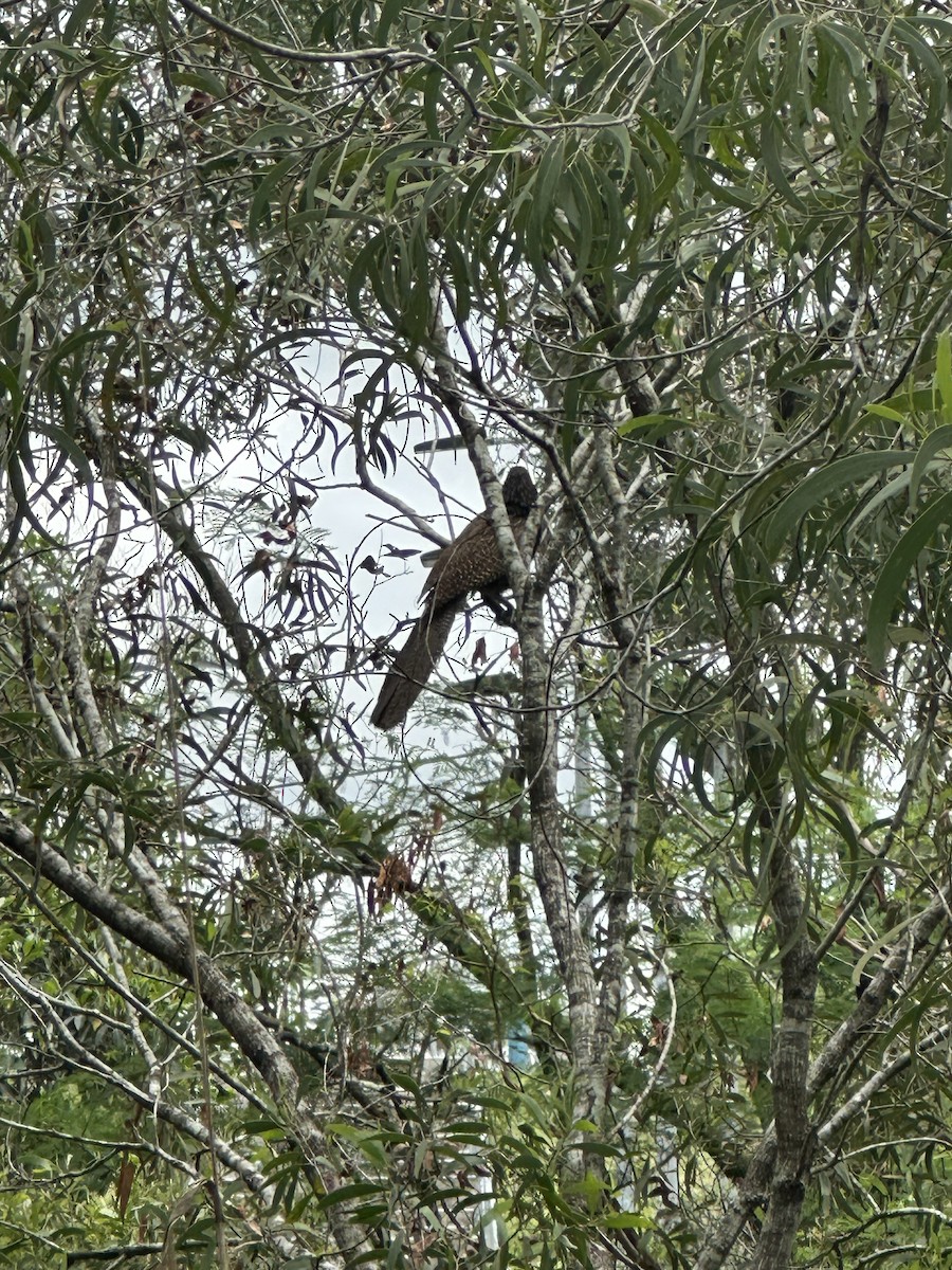 Pheasant Coucal - ML646557753