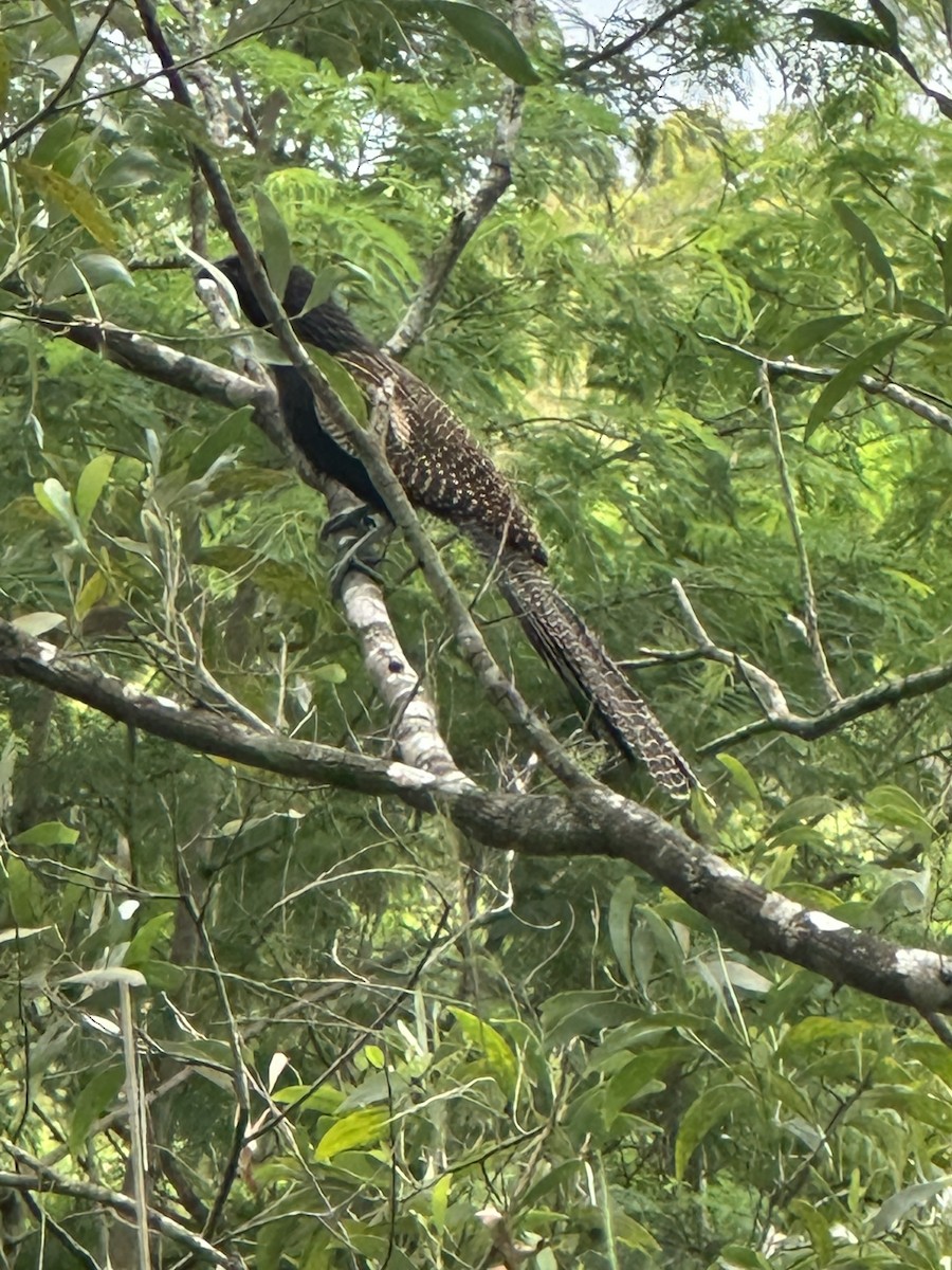 Pheasant Coucal - ML646557754