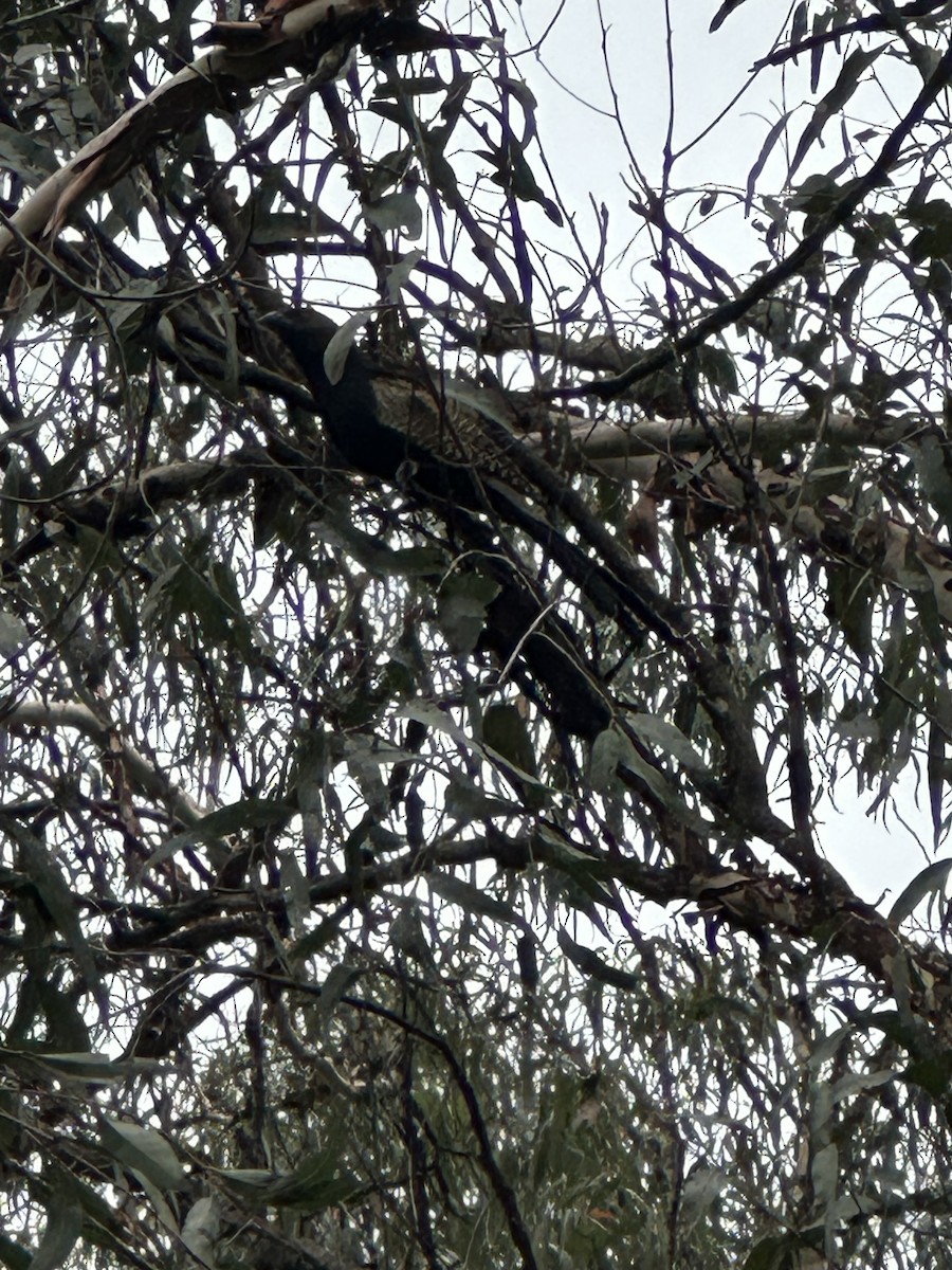 Pheasant Coucal - ML646557755