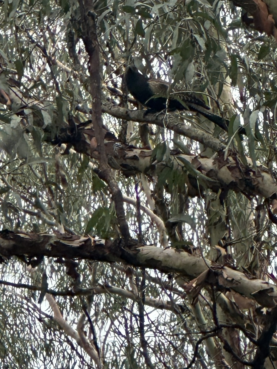 Pheasant Coucal - ML646557756
