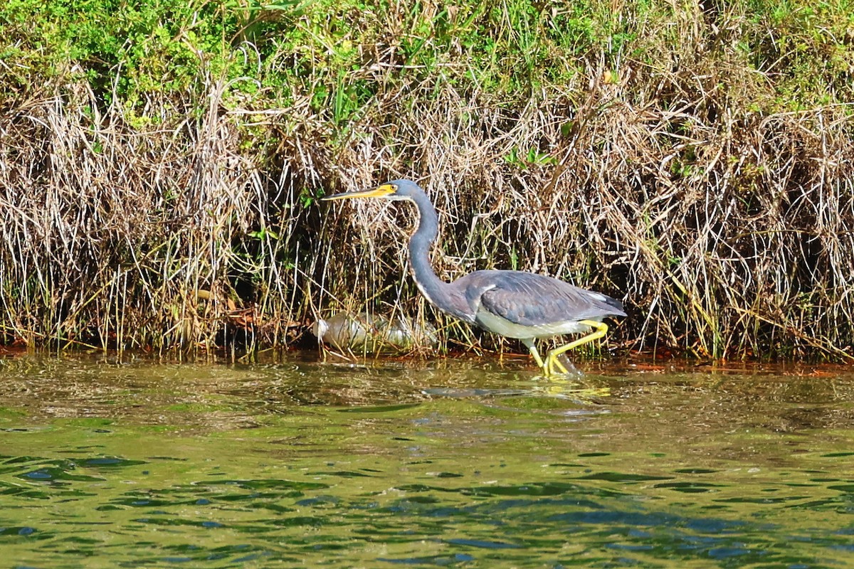 サンショクサギ - ML646557757