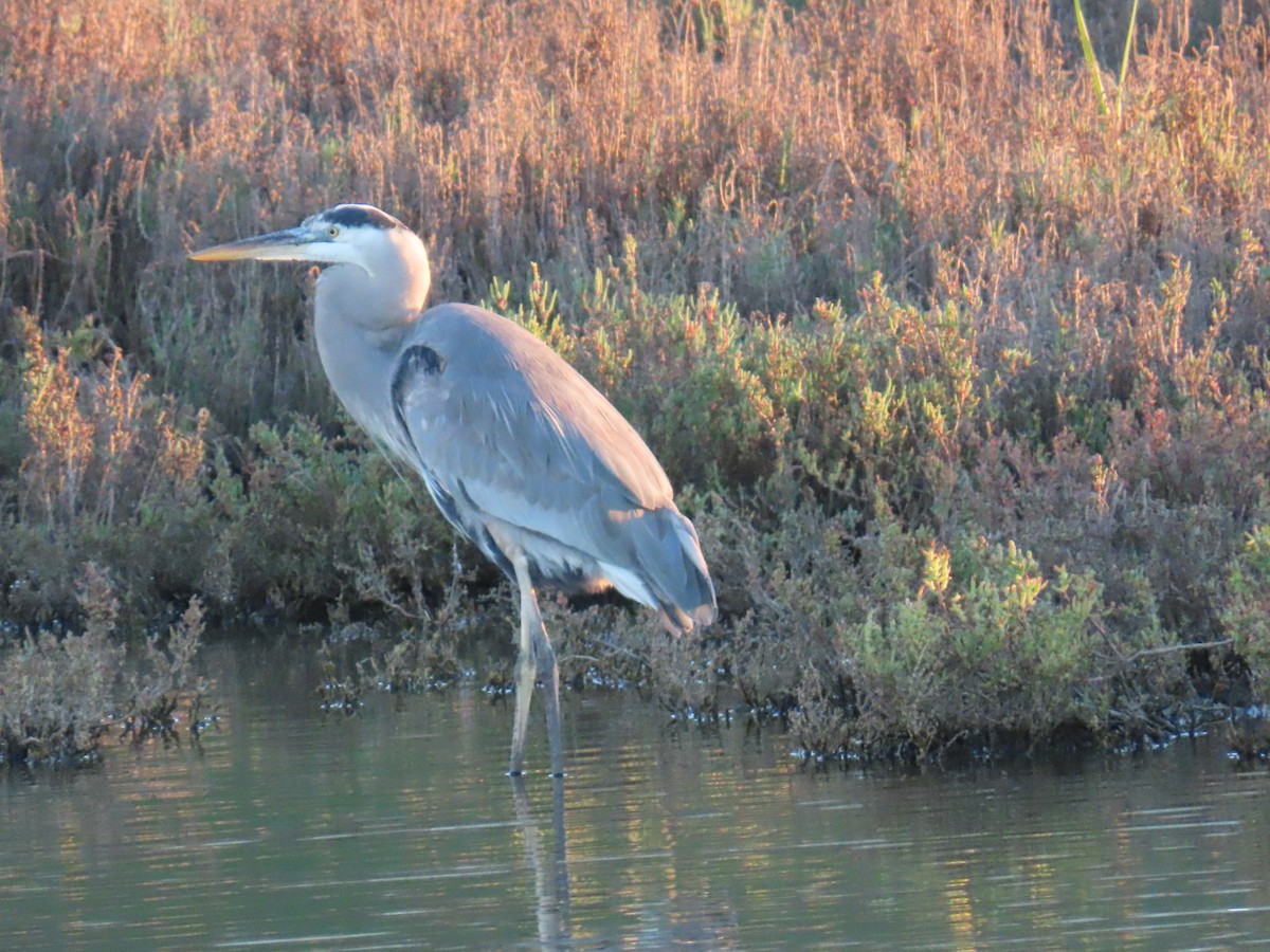 Great Blue Heron - ML646557758