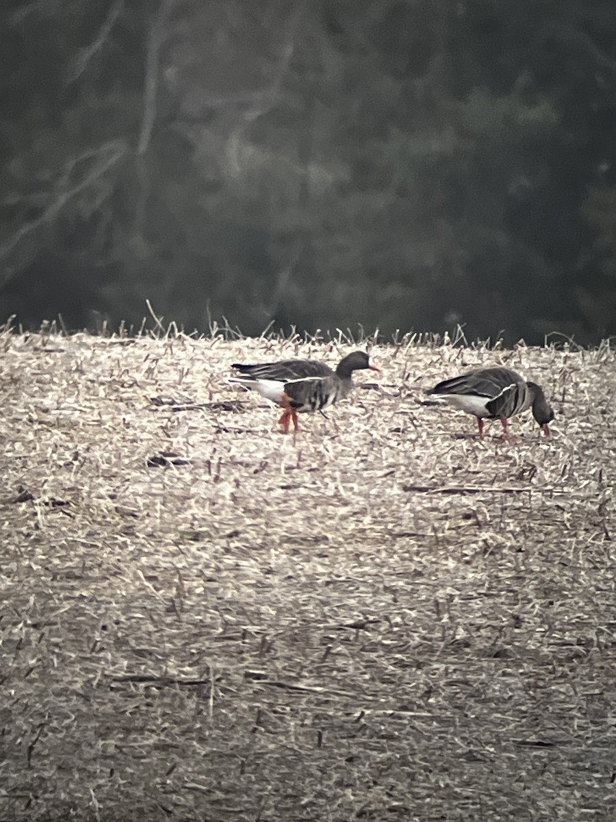 Гуска білолоба - ML646557760