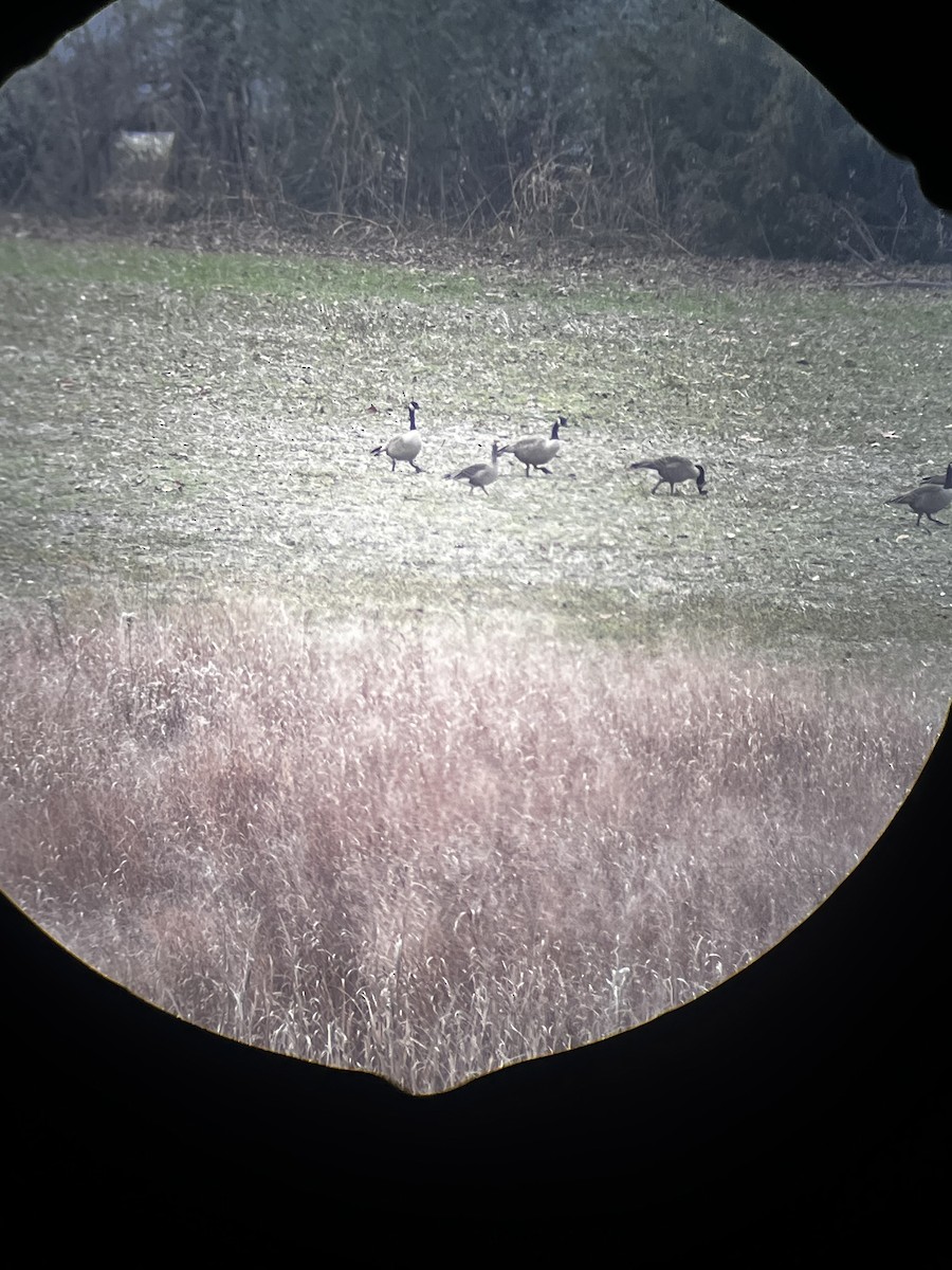 Гуска білолоба - ML646557761