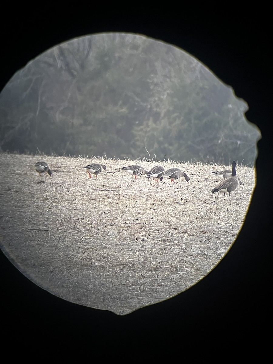 Гуска білолоба - ML646557762