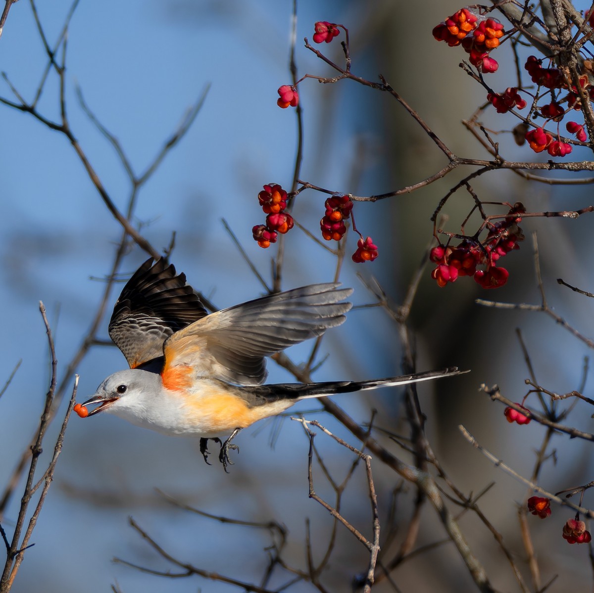 Scissor-tailed Flycatcher - ML646557763