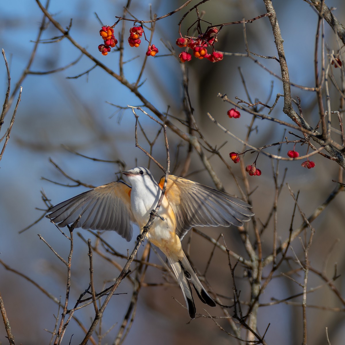 Scissor-tailed Flycatcher - ML646557764