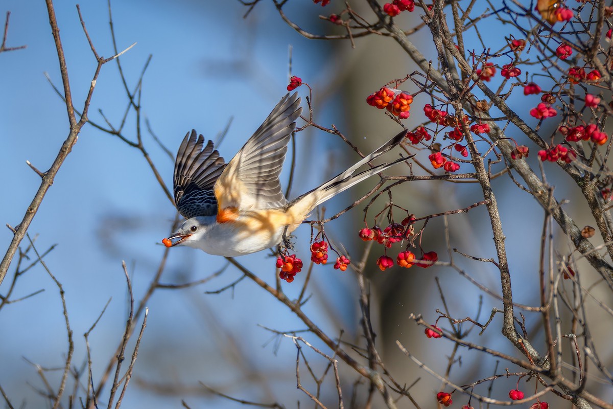 Scissor-tailed Flycatcher - ML646557765