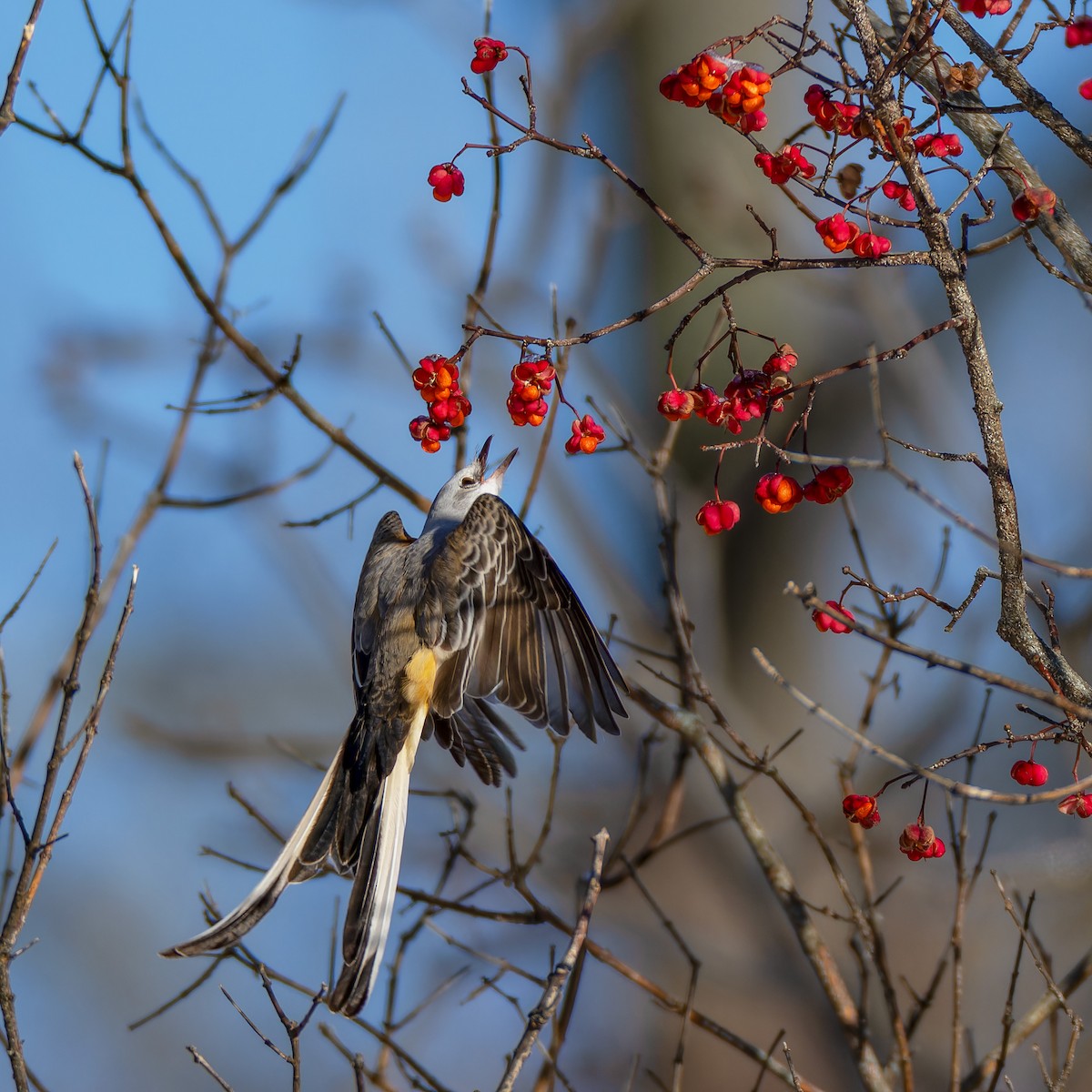 Scissor-tailed Flycatcher - ML646557766