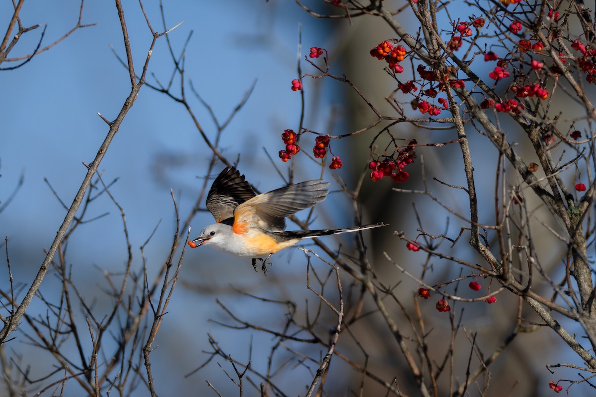 Scissor-tailed Flycatcher - ML646557767
