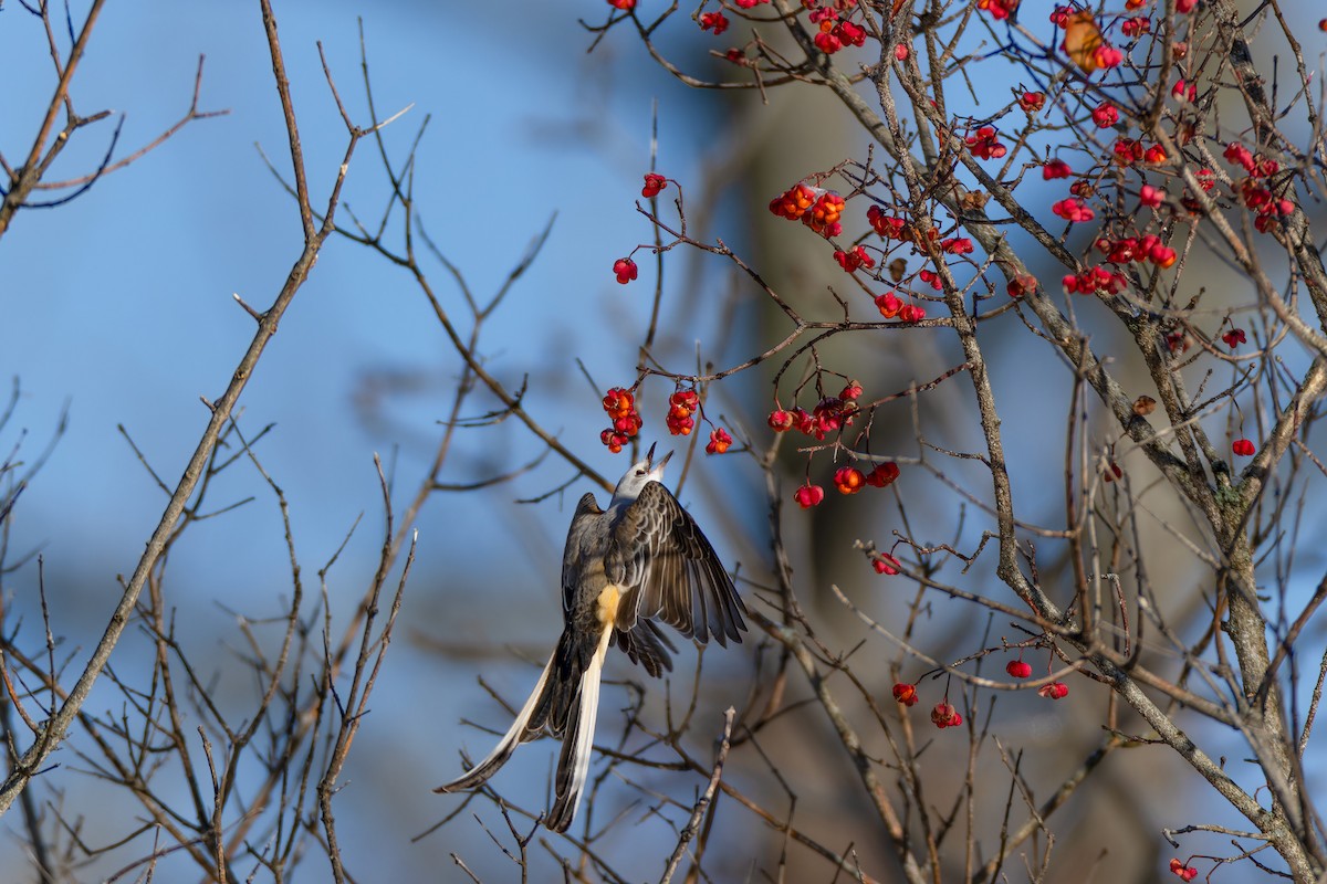 Scissor-tailed Flycatcher - ML646557768