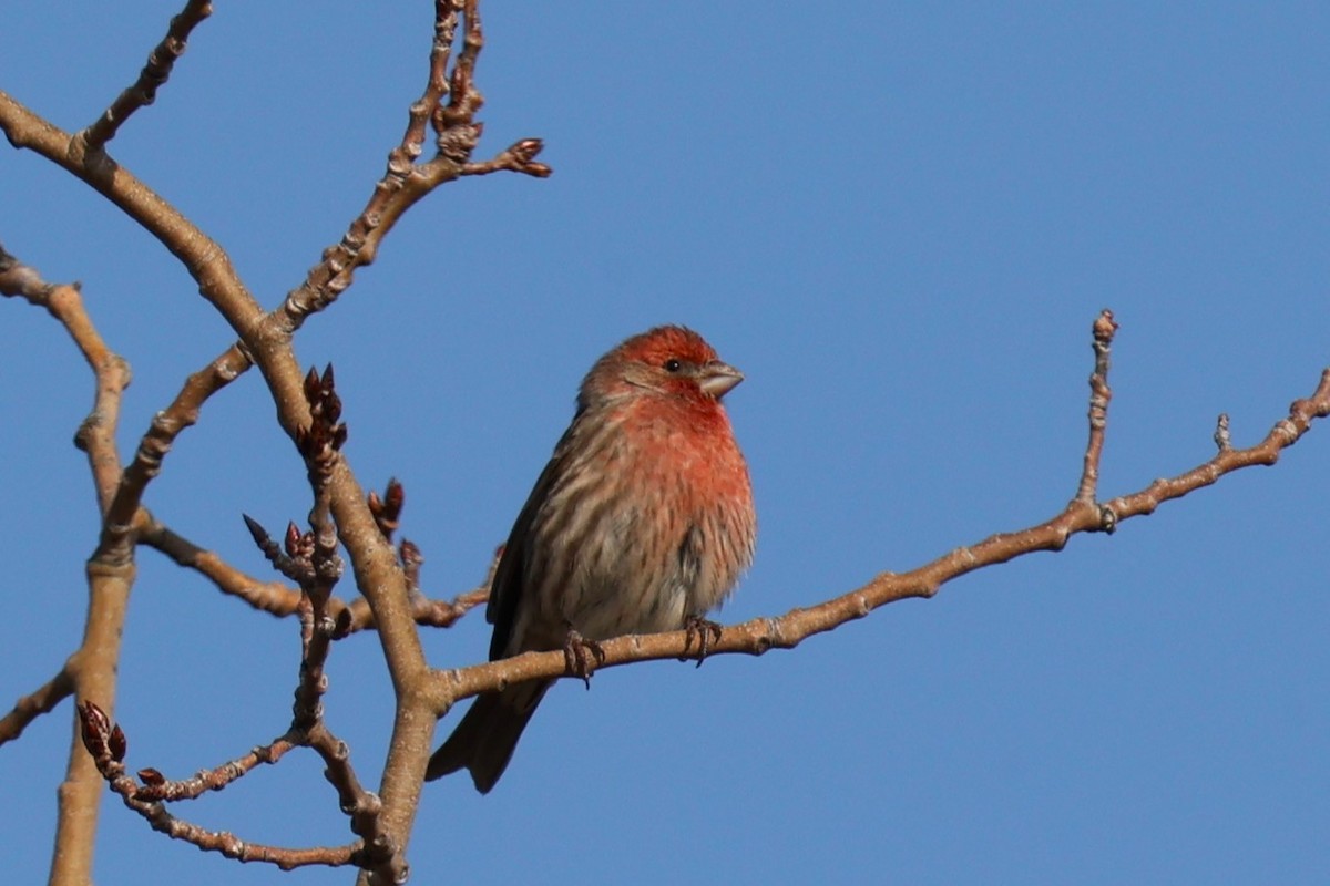 House Finch - ML646557770