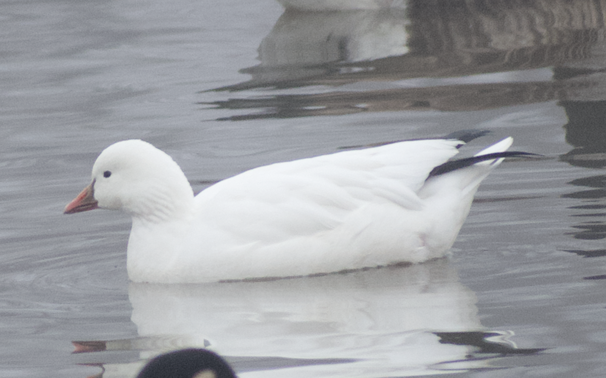 Ross's Goose - ML646557772