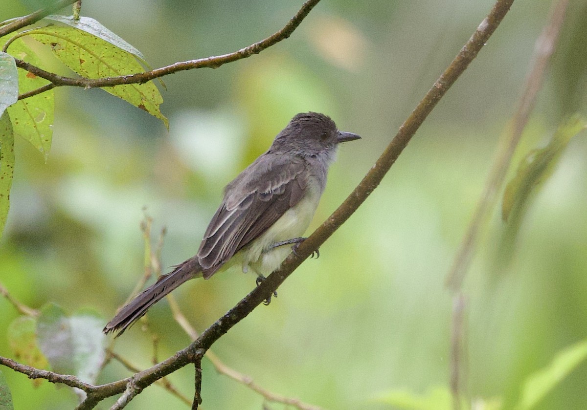 Copetón Feroz - ML646557775