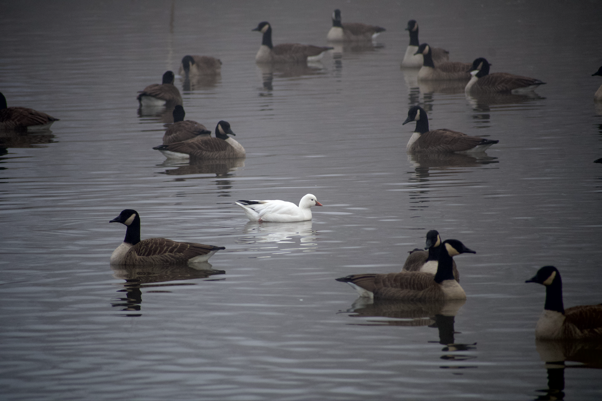 Ross's Goose - ML646557778