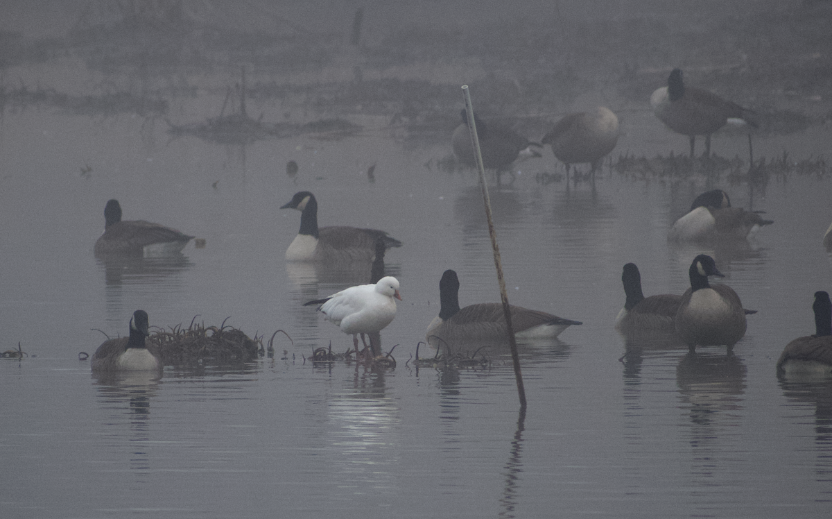 Ross's Goose - ML646557779
